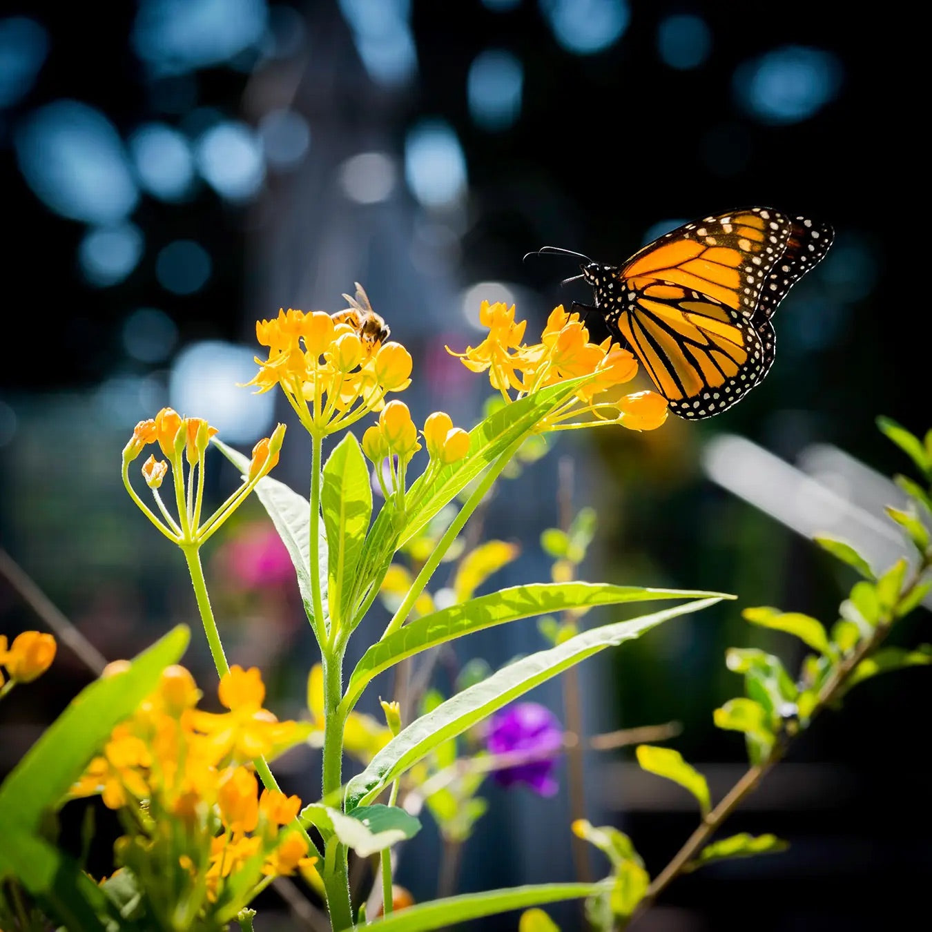 In Your Garden